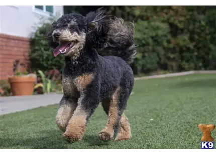 Rosco available Poodle puppy located in CONCORD